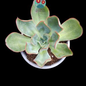 Echeveria Subrigida (es grande)