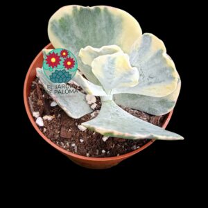 Cotyledon Orbiculata var. orbiculata variegata