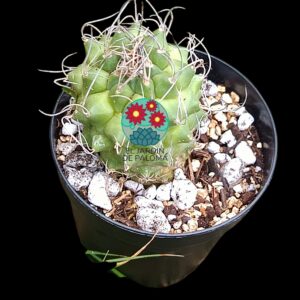 Turbinicarpus Pseudomacrochele (maceta pequeña, flor amarilla)