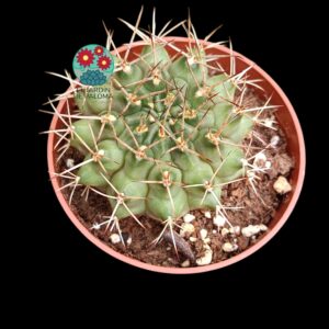 Gymnocalcyum Schikendantzii (flor blanca)