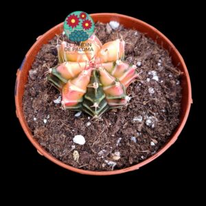 Gymnocalcyum mihanovichii variegata