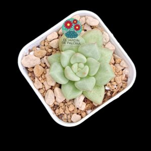 Echeveria Van kepple (maceta pequeña)