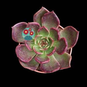 Echeveria "Sugar Lips" (parentales importación)
