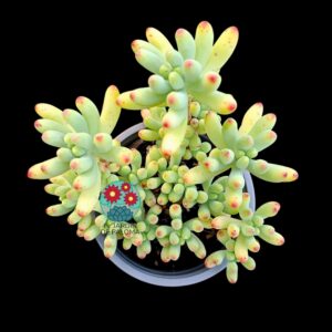 Sedum Pachyphyllum