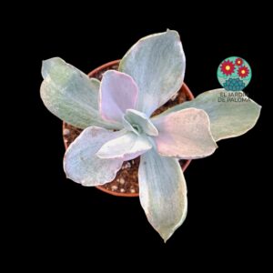 Echeveria Decora variegata