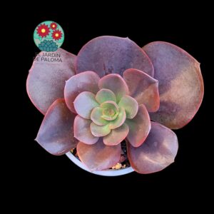 Echeveria "Saigon"