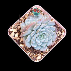 Echeveria "Amazing Grace" doble roseta (parentales importación)