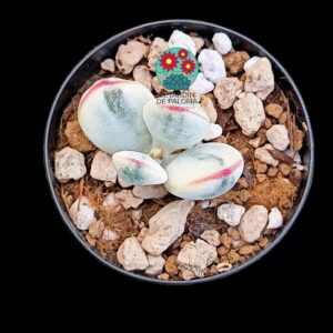 Cotyledon Orbiculata Oophylla variegata (selección, maceta pequeña)