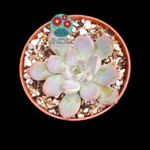 Graptoveria Black racoon