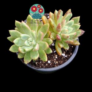 Echeveria Blood swallow doble roseta