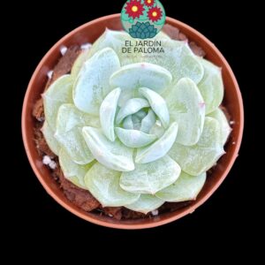 Echeveria Laurin (importación, cogerá tonos más intensos)