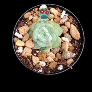 Echeveria "Little red boat" (importación, roseta pequeña)