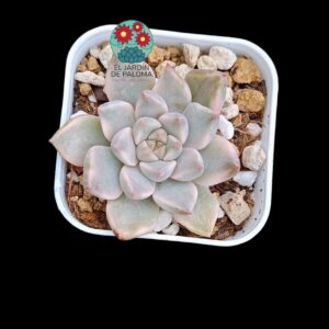 Graptoveria "Pretty in Pink variegata" (selección, no es grande)