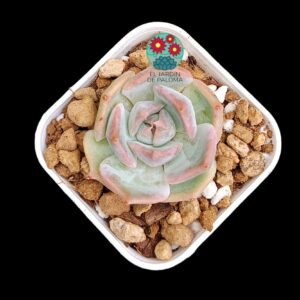 Echeveria "Panamera" (importación,maceta pequeña)