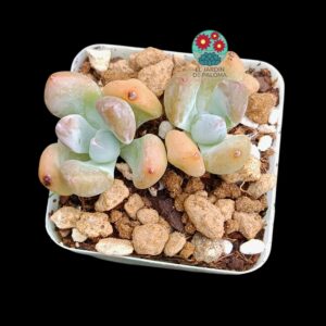 Echeveria "All Star" doble roseta (importación, maceta pequeña)