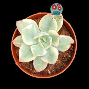Echeveria Luella variegata (un poco más grande)