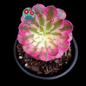 Aeonium Zwartkin variegata