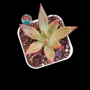 Echeveria Red soul (no es grande)