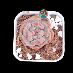 Echeveria Ariel (parentales importación)