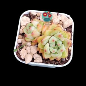 Echeveria "Pink Jenny" doble roseta (importación, no es grande)