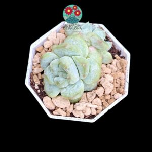 Echeveria "Ice soul" monstruosa (parentales importación)