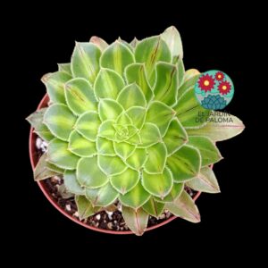 Aeonium arboreum "Albovariegatum"