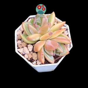 Echeveria Pink champagne doble roseta (importación)