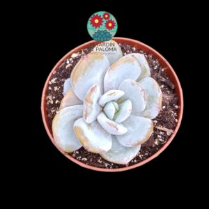 Echeveria "Snow Ángel" con hijuelo (importación)