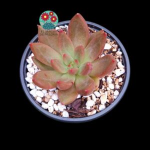 Echeveria Pysche