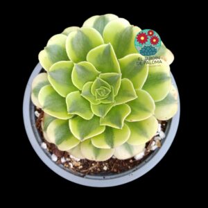 Aeonium Mung bean paste variegata