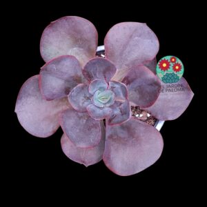 Echeveria "Mahogany rose" (tamaño y maceta grandes)