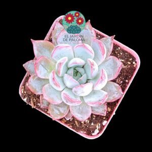 Echeveria "Tropic" (parentales importación)