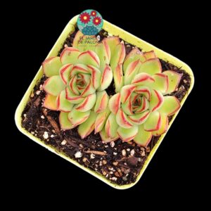 Echeveria "Firefly" doble roseta (importación, no es grande)