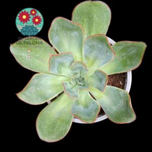Echeveria Subrigida (es grande)