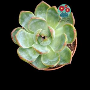 Echeveria Agavoides "Casio"