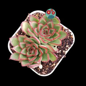 Echeveria "Fire Pillar (parentales de importación)