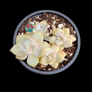 Graptosedum Nuit blanche