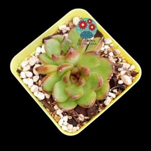 Echeveria Black Tiger doble roseta (no es grande)