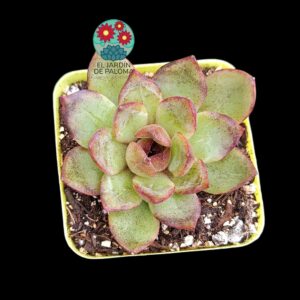Echeveria J'adore (parentales importación)