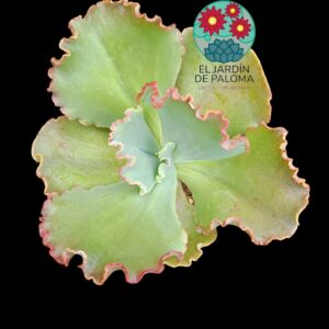 Echeveria Zorro (buen tamaño)