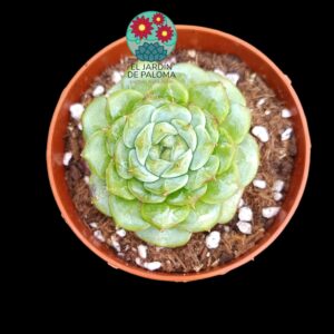 Echeveria Red Velvet (española)
