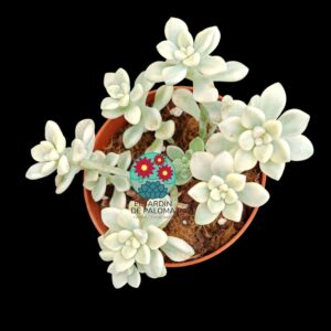 Graptopelatum Mendozae variegata