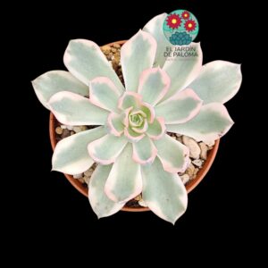 Echeveria "Berkeley light" variegata (importación)