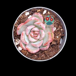 Echeveria "Dark Ice" (maceta pequeña)