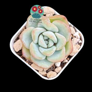 Echeveria "Sensation" Maceta pequeña, parentales importación)